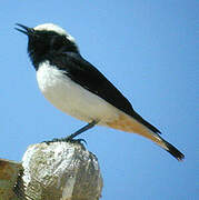 Mourning Wheatear