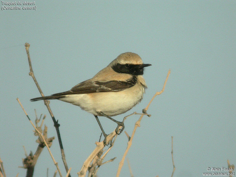 Desert Wheatear