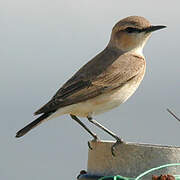 Isabelline Wheatear