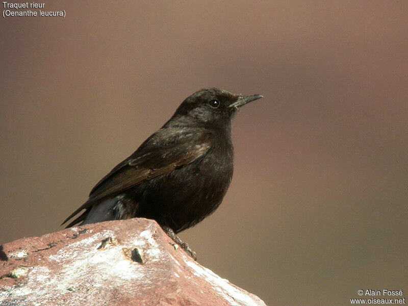 Black Wheatear