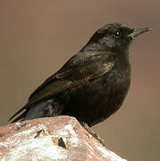 Black Wheatear