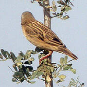 Red-billed Quelea