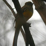 Orange-breasted Trogon