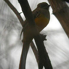 Trogon à poitrine jaune