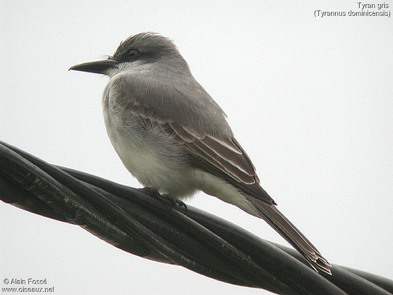 Grey Kingbird