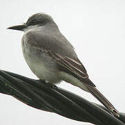 Grey Kingbird