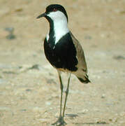 Spur-winged Lapwing