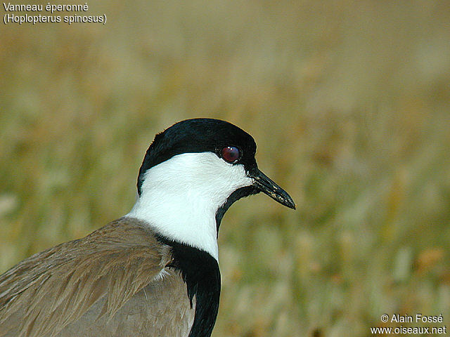 Spur-winged Lapwing