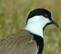 Spur-winged Lapwing