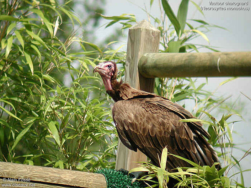 Vautour charognard