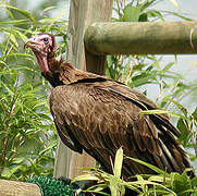 Hooded Vulture