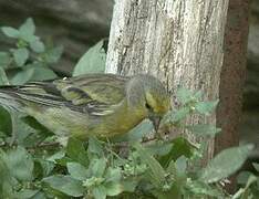 Corsican Finch