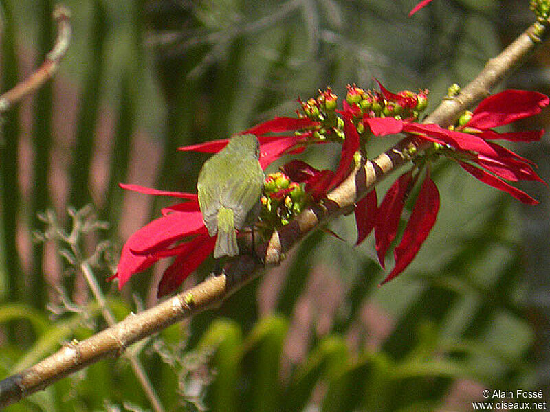 Reunion Olive White-eye