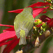 Reunion Olive White-eye