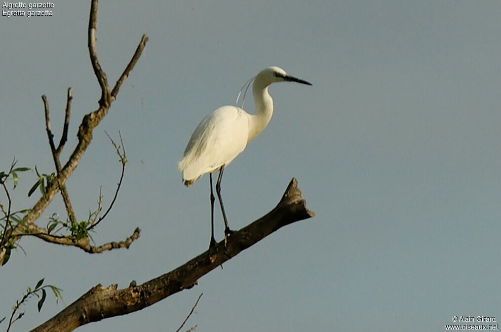 Little Egret