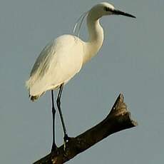 Aigrette garzette