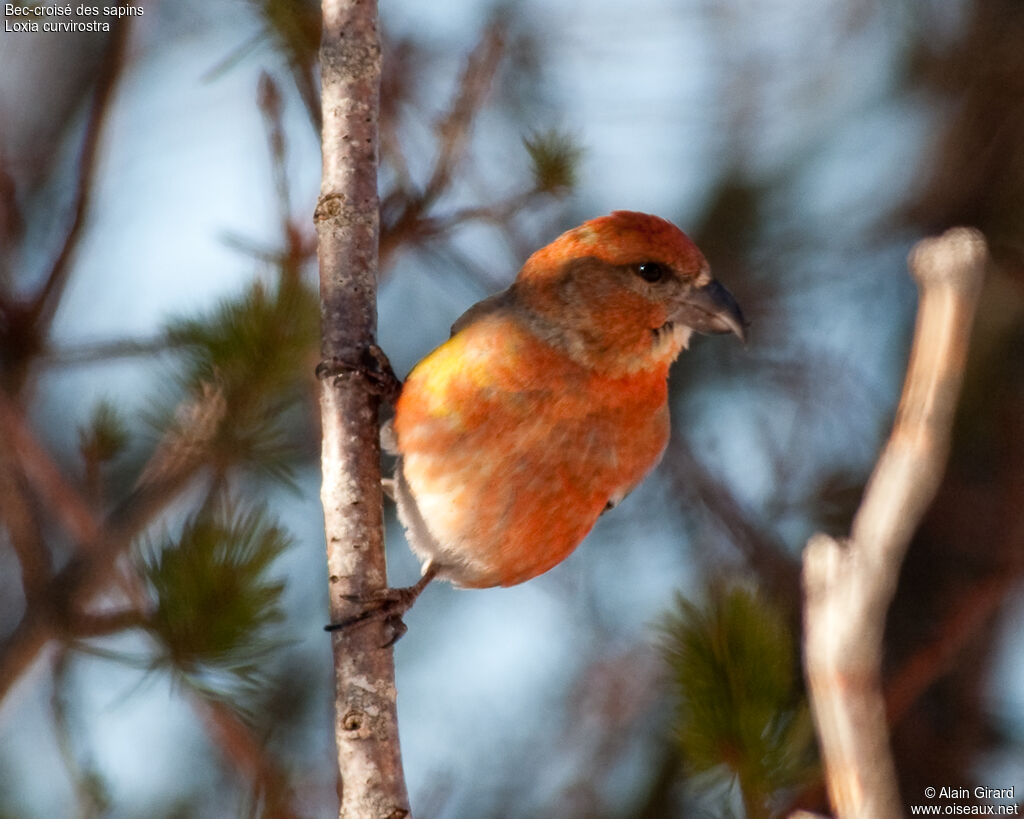 Red Crossbill