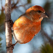 Red Crossbill