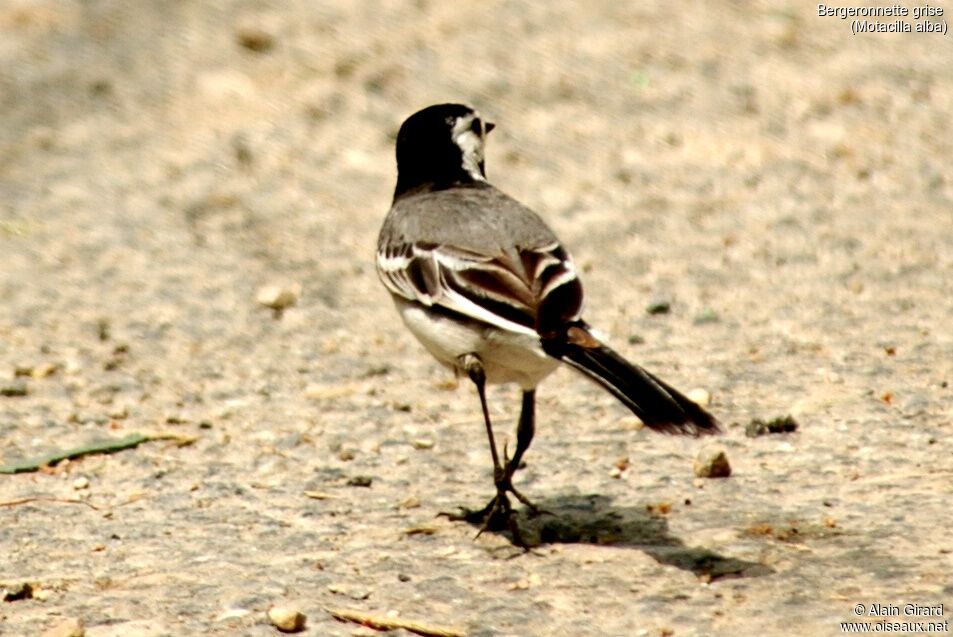 White Wagtail