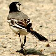 White Wagtail