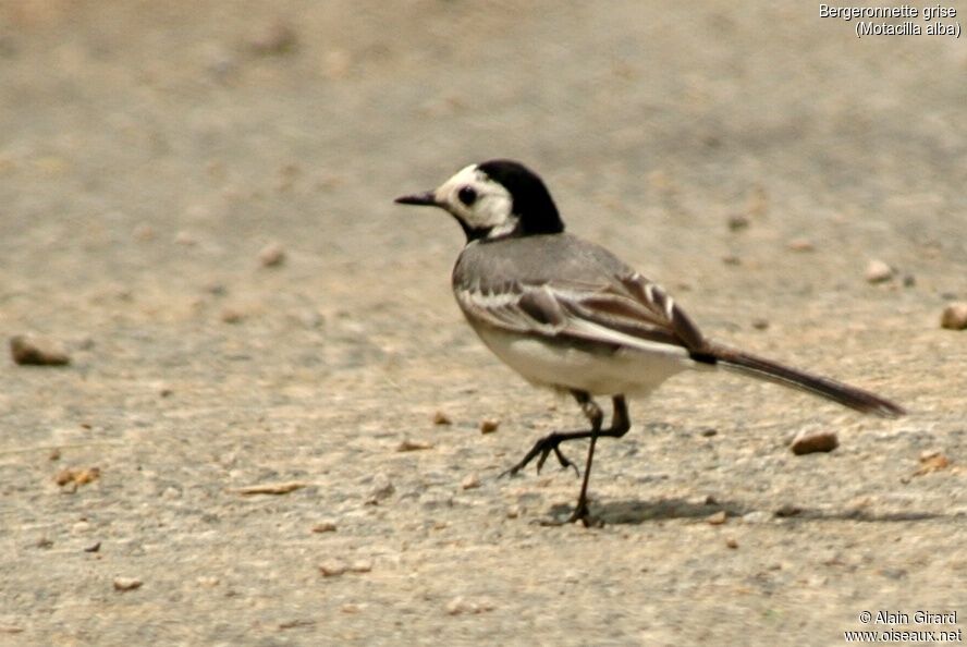 White Wagtail