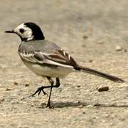 White Wagtail