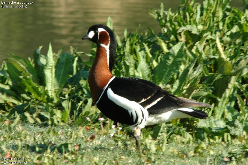 Red-breasted Goose