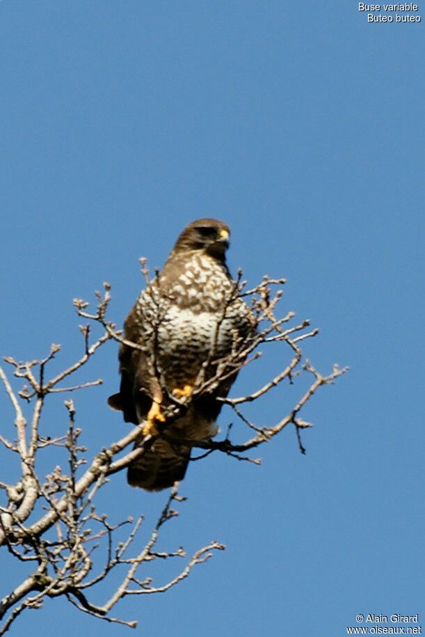 Buse variable