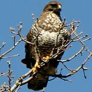 Common Buzzard