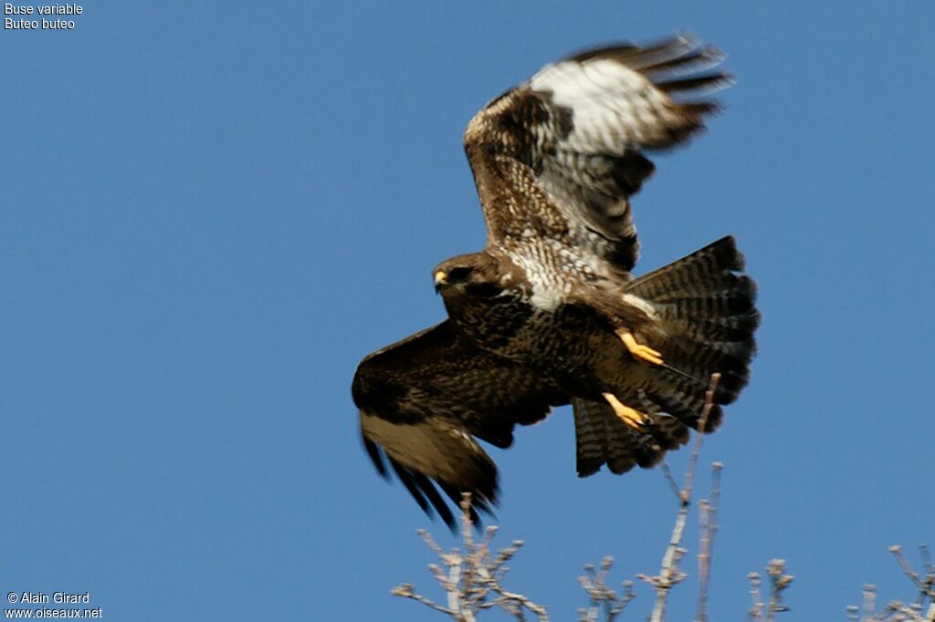 Buse variable