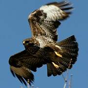 Common Buzzard