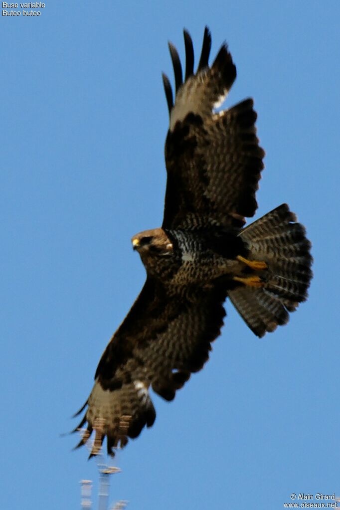 Buse variable