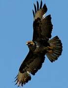 Buse variable