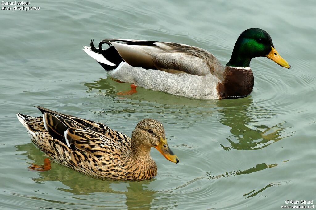 Canard colvert 