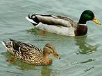 Canard colvert