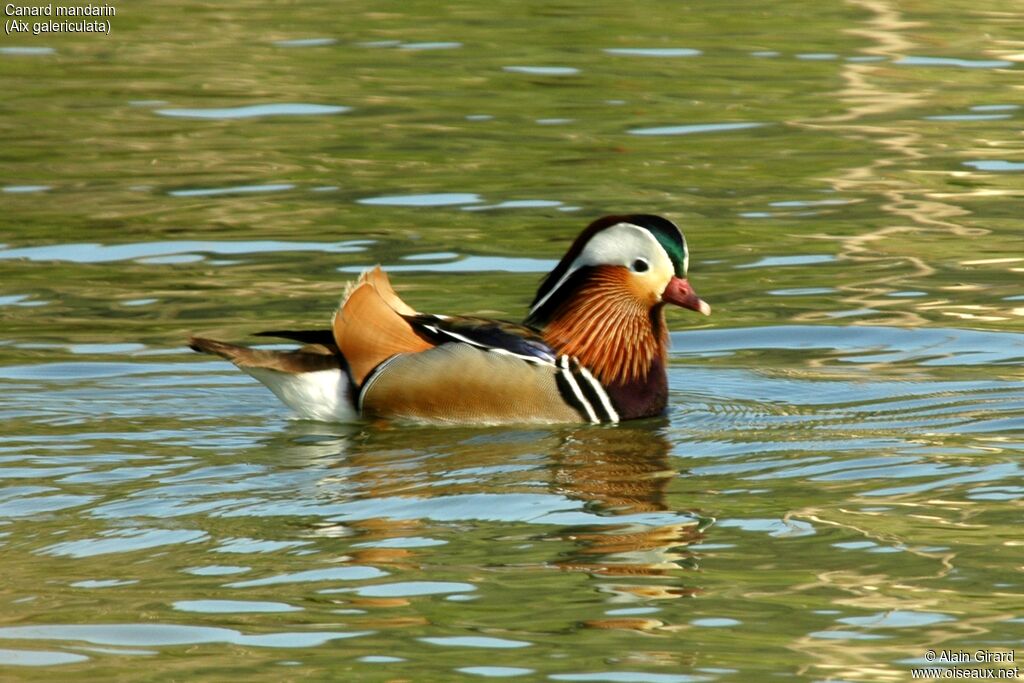 Mandarin Duck male