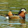 Canard mandarin