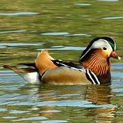 Mandarin Duck