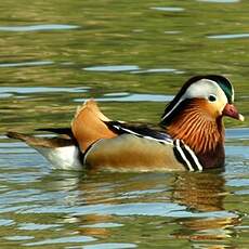 Canard mandarin