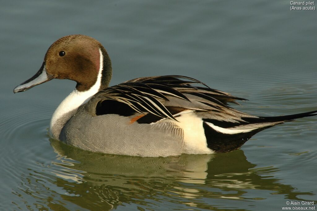 Canard pilet