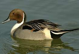 Northern Pintail