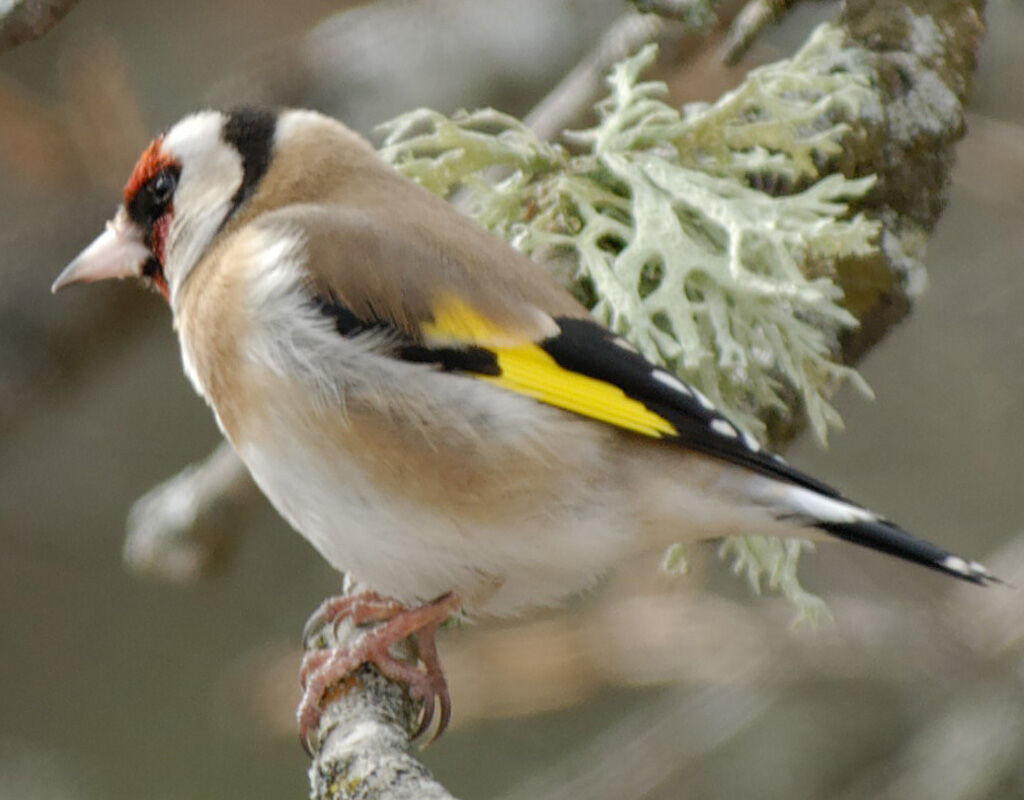 European Goldfinch