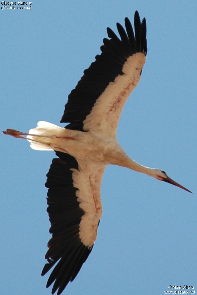 White Stork