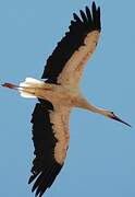 White Stork