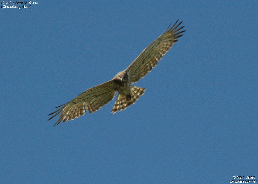 Circaète Jean-le-Blanc