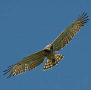 Short-toed Snake Eagle