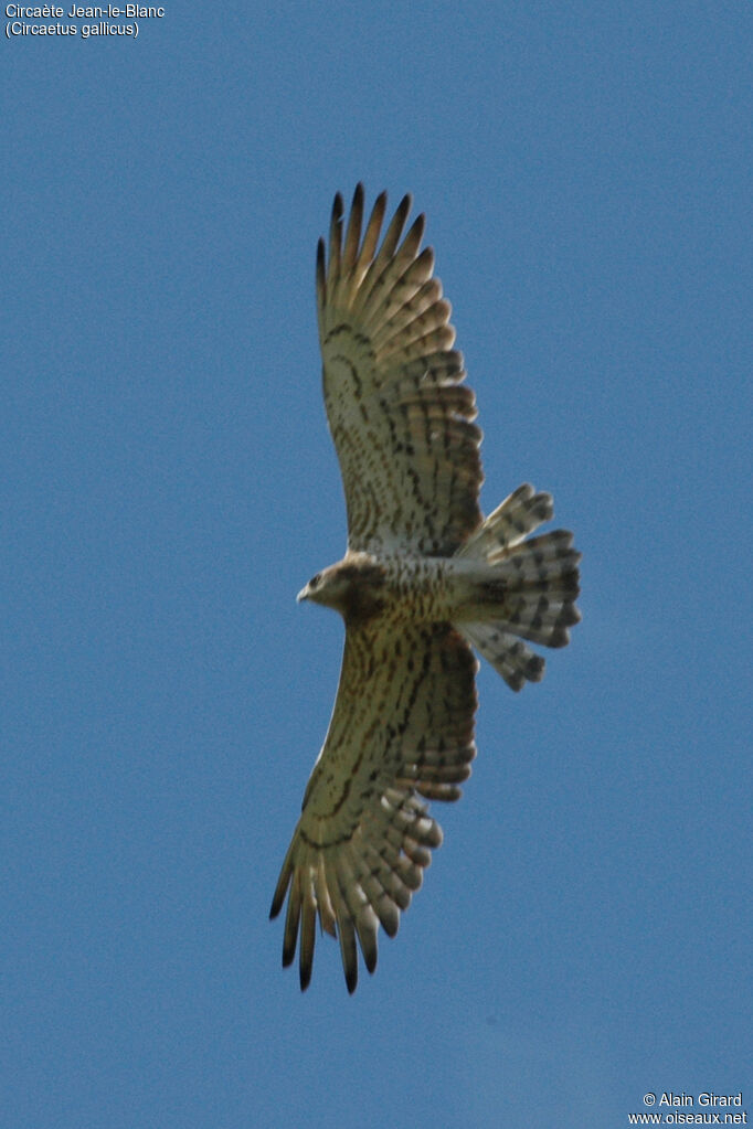 Short-toed Snake Eagle