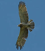 Short-toed Snake Eagle