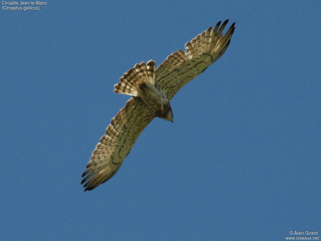 Short-toed Snake Eagle