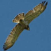 Short-toed Snake Eagle